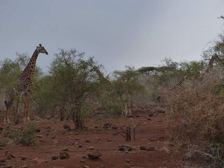 Les 1ere girafes que nous apercevont, et elles se trouvaient juste à 10 mètres de notre tente