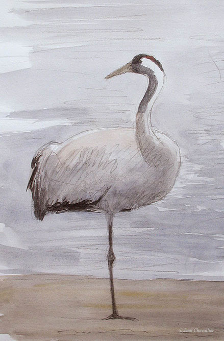 Grue cendrée, Grus grus, Lac du Der, aquarelle Jean Chevallier