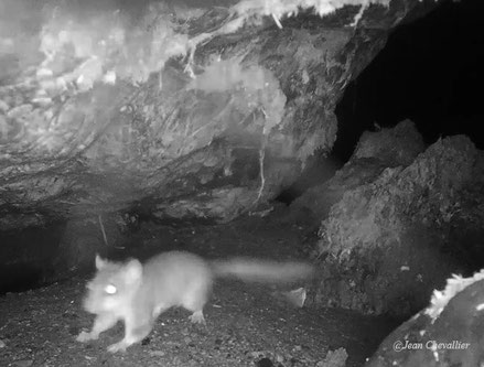 Loir, Glis glis, au piège-photo, Jean Chevallier