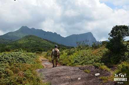 Knuckles Mountains, Sri Lanka, Wildlife, Conservation, Elephants, Safari, Leopard, Adventure, Lodge, Camp, Hike, Trekking, Hiking, Travelsrilanka, holiday, Elephant, Asian Elephant, Nationalpark, Guiding, Wildlife, Waterfall, Mountains