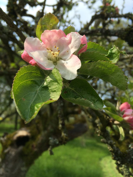 Copyright © Dominique Arnould