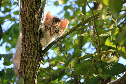 子猫　かわいい　木登り