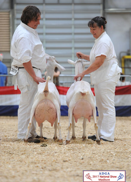 5th place Dam and Daughter: SGCH Spinning Spider EL Heat Wave (l) & SG Spinning Spider HC Summertime (r)