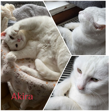 Akira