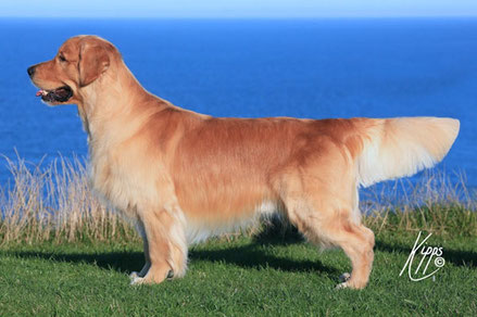 SH CH Il Trovatore della Val d'Aveto