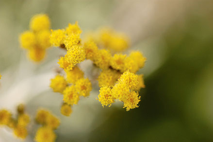 Blüte der Immortelle/Strohblume/Helichrysum