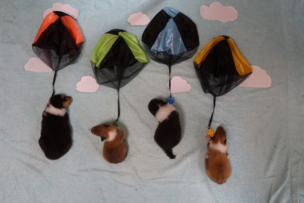 コリーの子犬をお探しなら コリー専門ブリーダー アプリコット犬舎公式hp