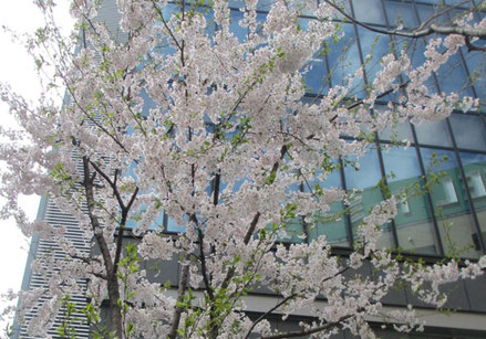 *仙台街中、青葉通り小路近くでお花見<ソメイヨシノ*そろそろ葉桜>
