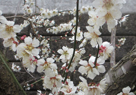 ⑬これは桜ではなく家の庭の満開になった梅の花。桜の季節ではめずらしい皆既月食。次回のこの季節の月食は20年近く後とのこと…さてその時期私はいったいいくつ?^_^;