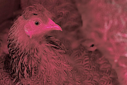 Henne Eusebia, Mutter des Kükens Piepsi unter der Wärmelampe