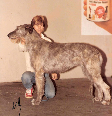 Irish Wolfhound ARD RI Jody