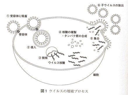 図１　ウイルスの増殖プロセス