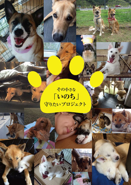 公式hp 静岡 その小さないのち守りたいプロジェクト 知ってください僕たちのこと 公式hp 静岡 その小さないのち守りたいプロジェクト 知ってください僕たちのこと