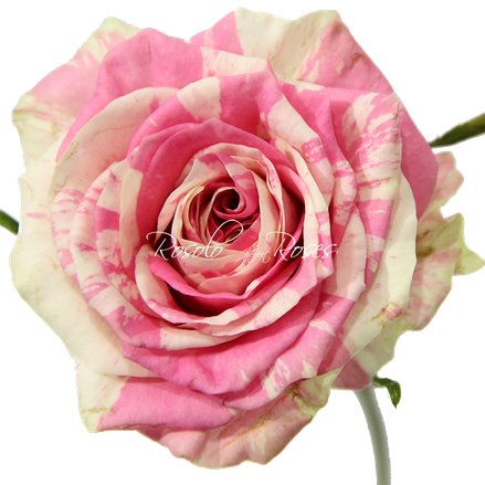 Rose Sweet-Arlequin