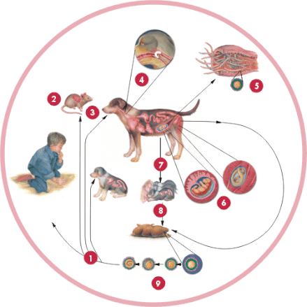 Diagrama de zoonosis.