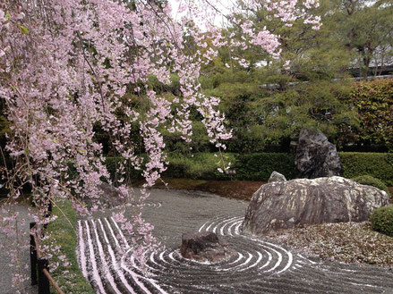 Full bloom above Designed Stones, Myoshinji Temple, Kyoto