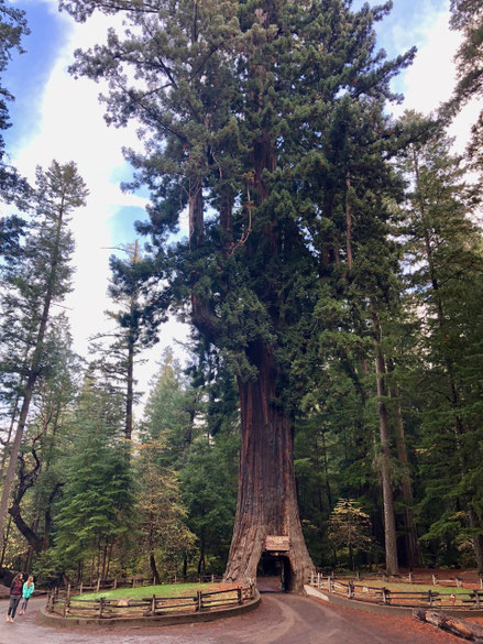 Chandelier Drive-Thru Tree, Leggert, California