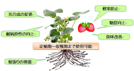 正珪酸 いちごの使用例 肥料 植物活性液の販売で農協にも支持されている グリーン化学