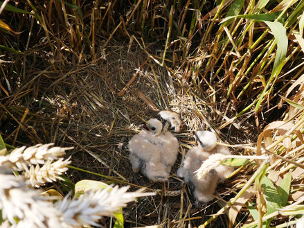 Junge Wiesenweihen im Nest in einem Getreidefeld.