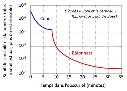 réponse du système visuel (cônes et bâtonnets) à l'obscurité