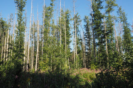 www.klimawandel-report.com; Moore, CO2-Speicher