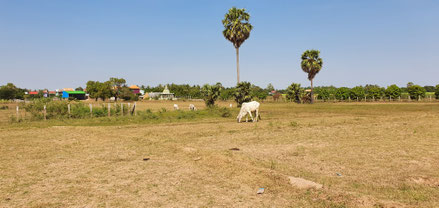 Campagne cambodgienne...