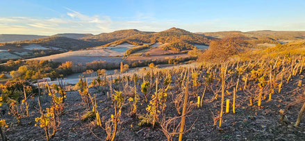 le vignoble de Boudes dans le Puy-de-Dôme en automne