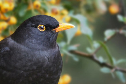 St. Kevin und die Amsel