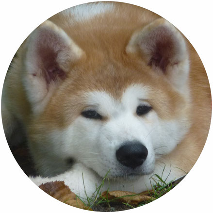 Japan Akita, Rüde, Rosia Kara Eikan, Hund, Hundezucht