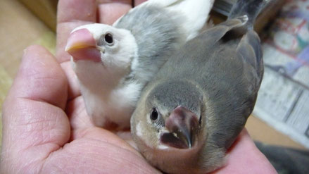 手乗り文鳥が仲間入りしました。