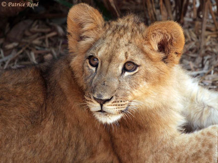 Reserve africaine de Sigean