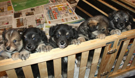 Santtu (2. von rechts) mit seinen Brüdern - Foto von Laura Siljander (Liehkun Kennel)