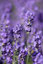 Lavendelblüten zur Gewinnung von Lavendelöl für die Aromatherapie