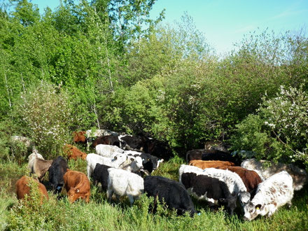 cattle drive to the North Ranch from Rapid View