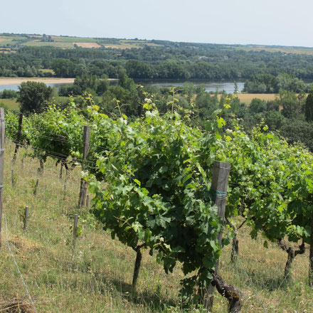 Paysage vignes de la coulee de serrant dans la Loire