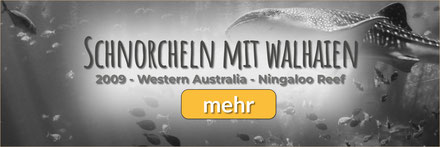 Ningaloo Reef, Snorkeling with Whalesharks, Whalesharks, Whaleshark Tour, Western Australia, Australia, Australien