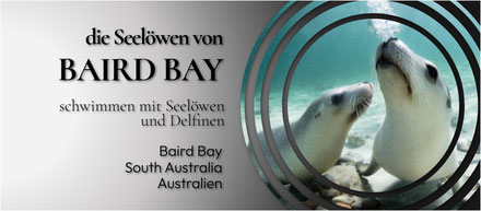 Baird Bay,SA,South Australia,Australia,Australien,Schnorcheln,Sealions.Sealion,Seelöse,Seelöwen