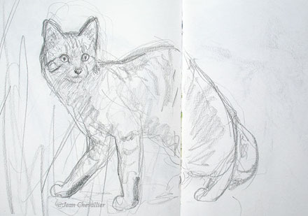 Chat forestier Felis sylvestris, croquis Jean Chevallier