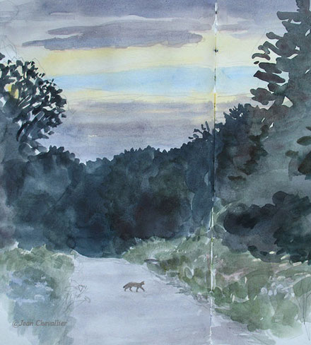 Chat forestier, Felis sylvestris, aquarelle Jean Chevallier