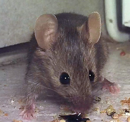 Souris (photo jean Chevallier)