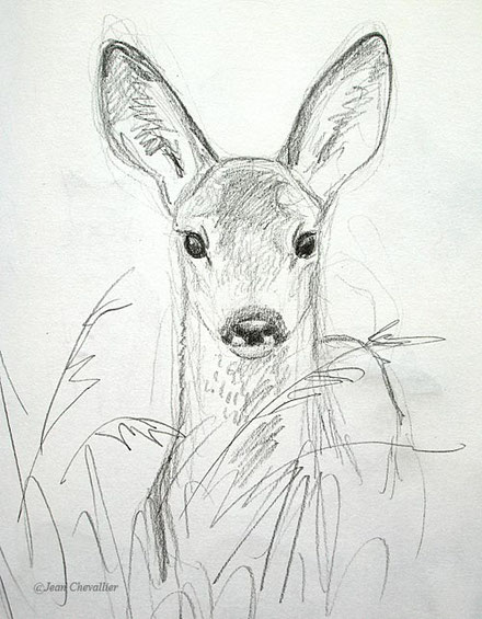 Faon de chevreuil (Capreolus capreolus) Dessin de Jean Chevallier