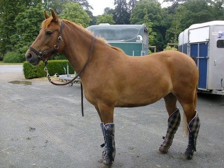 elevage thouare tempete cso cce vendre vente poney poneys cheval chevaux concours saut obstacle nantes lamotte 2012 championnat