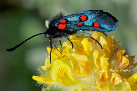 Z. lavandulae izilanica (Rif occidental) (Photo J.-M. André on an indication of M. Tarrier) 