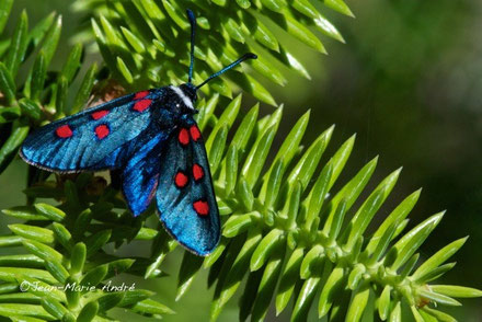 Z. lavandulae izilanica (Rif occidental) (Photo J.-M. André on an indication of M. Tarrier) 