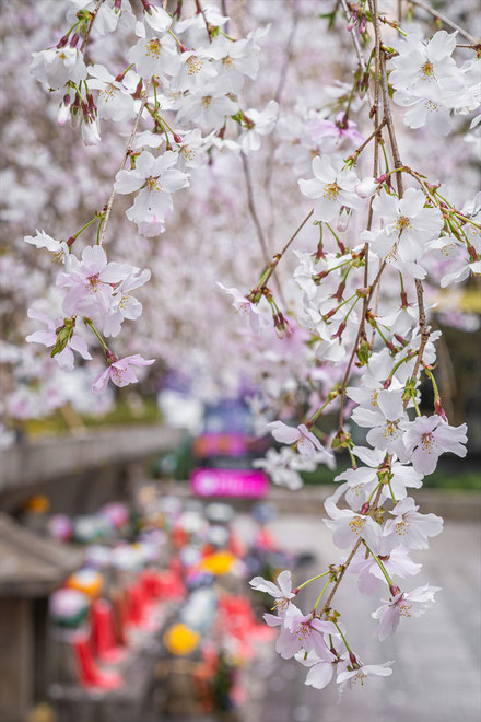 京都の桜「六角堂」