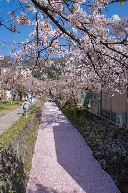 京都の桜「哲学の道」花筏