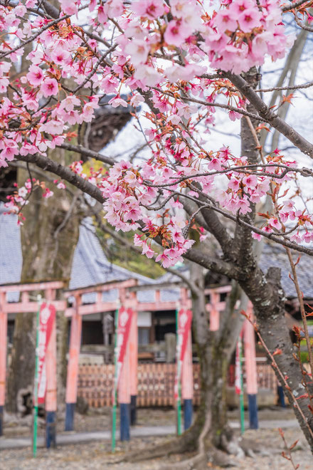 京都の桜「豊国神社」蜂須賀桜