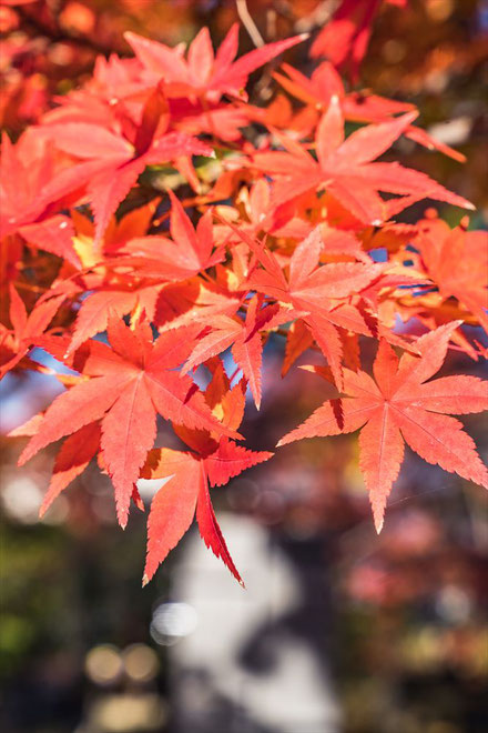 京都・真如堂の紅葉 もみじの葉っぱ