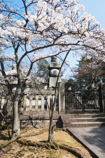 （京都桜の穴場）豊国廟の桜