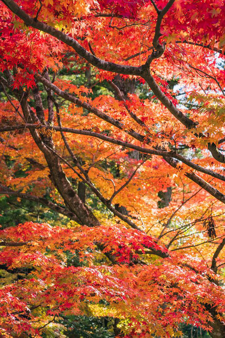 秋の今熊野観音寺の紅葉の木